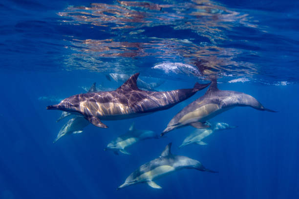 Dolphins stock photo