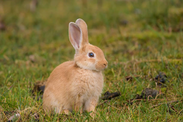 Domestic bunny stock photo
