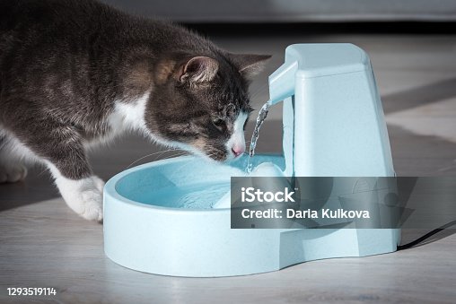 istock Domestic cat drinks water from water dispenser. Cat with water fountain. Pet thirst. Dehydration in a cat 1293519114