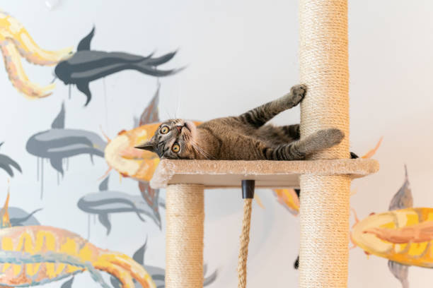 Domestic cat is playing on a cat playground, lying on a perch. stock photo