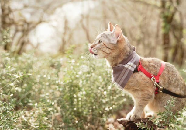 Domestic cat on a leash walking in summer forest. stock photo