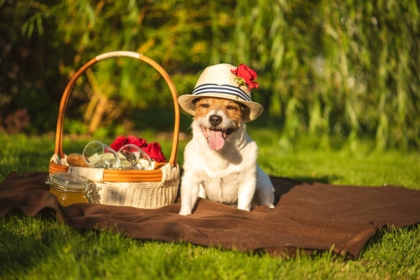 Domestic dog at picnic at sunny summer day stock photo