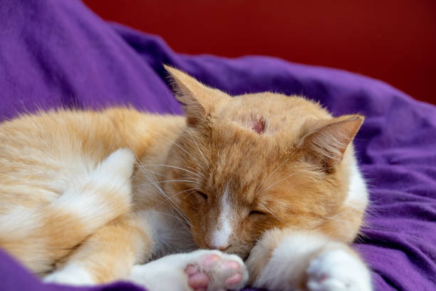 binnenlandse gember kat met een gezwollen neus als gevolg van pus en een abces uit besmette cut op hoofd - abces stockfoto's en -beelden