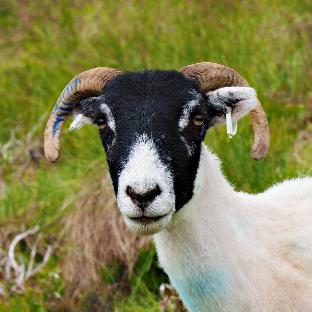 A domestic goat grazes among rough grass stock photo