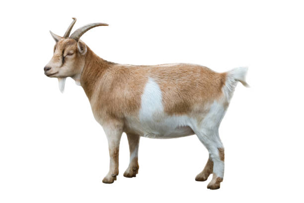 capra domestica (capre nane nigeriane) isolata su sfondo bianco - nani foto e immagini stock