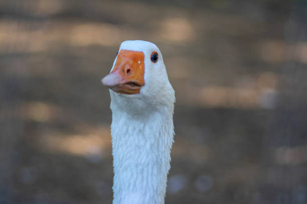 goose pictures