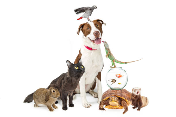 domestic pets group together with copy space - animal doméstico imagens e fotografias de stock