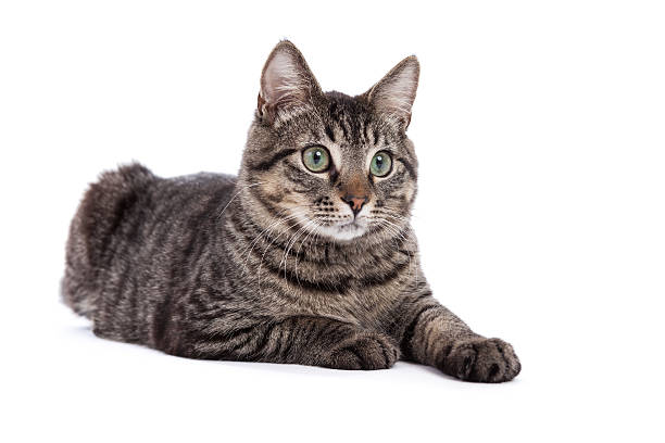 Domestic Shorthair Cat Portrait stock photo