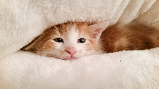 domestic sleepy kitten in bed stock photo