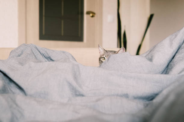 A domestic striped gray cat hunts sitting on the bed. The cat in the home interior. stock photo