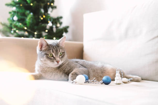 A domestic striped gray cat sits on a bed on a surrounded on Christmas tree background. stock photo