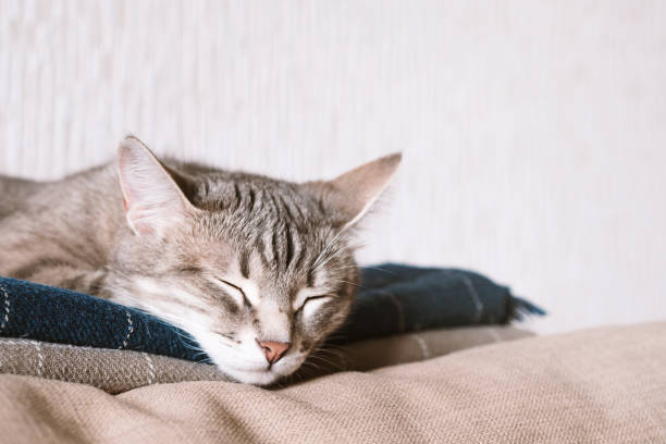 A domestic striped gray cat sleep on the bed. The cat in the home interior. stock photo