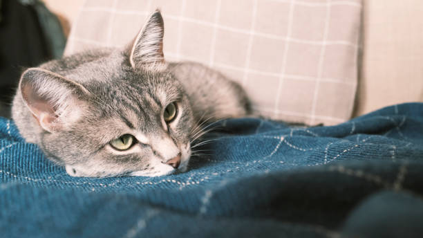 A domestic striped gray cat sleeps on a bed on a blue plaid. Cat in the home interior. stock photo