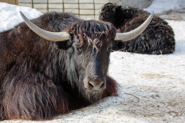 Domestic yak, or Tibetan bull. stock photo