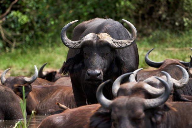 Dominant male kaffir buffalo always on the alert to defend his family while drinking and bathing in the kazinga channel in Uganda bordering Queen Elizabeth National Park stock photo