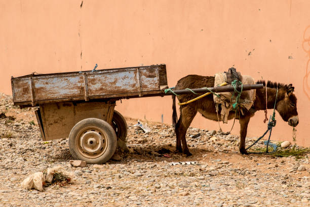 donkey and cart stock photo