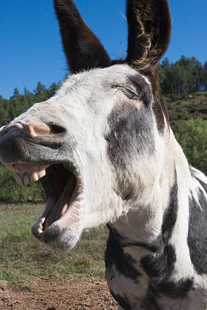 Donkey Braying "Subject: Donkey with a face that looks like it is laughingLocation: Custer State Park, South Dakota" donkey teeth stock pictures, royalty-free photos & images