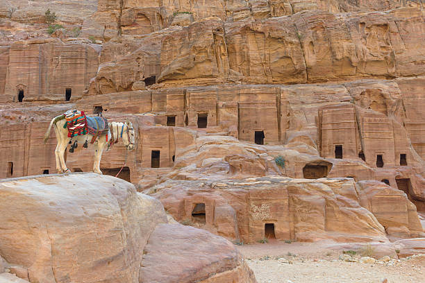 Donkey by the Ancient houses in Petra stock photo