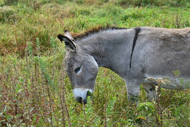 Donkey grazing on fall weeds stock photo