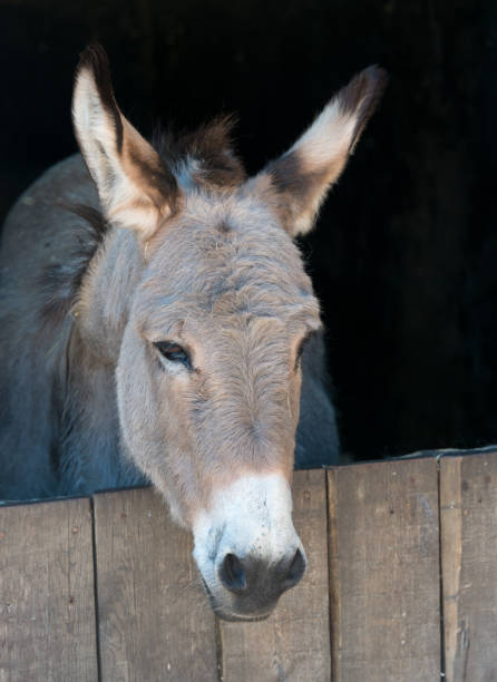 Donkey in Stable stock photo