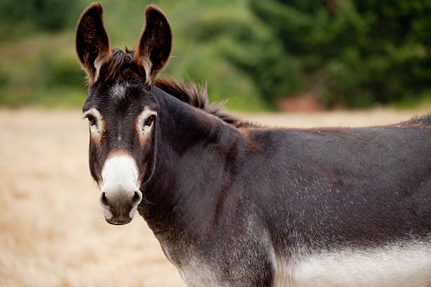 Donkey Mule Looking At Camera from Pasture A donkey or mule looking at the camera from a distance in a pasture with it's ears perked up. Innocent farm animal just hanging out. donkey photos stock pictures, royalty-free photos & images