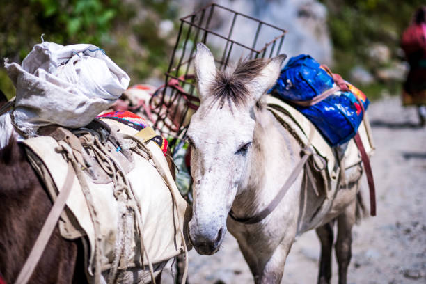 236 Donkey In Nepal Stock Photos, Pictures & Royalty-Free Images - iStock