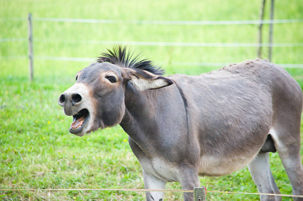 donkey  donkey teeth stock pictures, royalty-free photos & images
