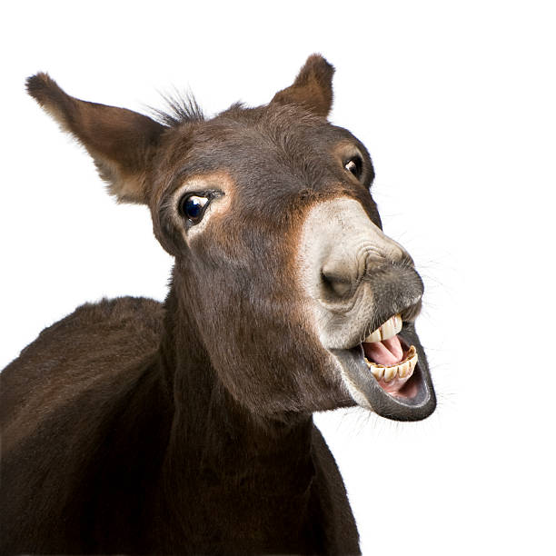 donkey (4 years)  donkey teeth stock pictures, royalty-free photos & images