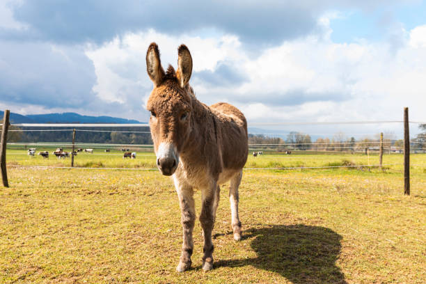 Donkey portrait on a farm in the Jura Canton in Swiss Alps. Donkey portrait on a farm in the Jura Canton in Swiss Alps. Green field and mountains in background. Nobody inside donkey photos stock pictures, royalty-free photos & images