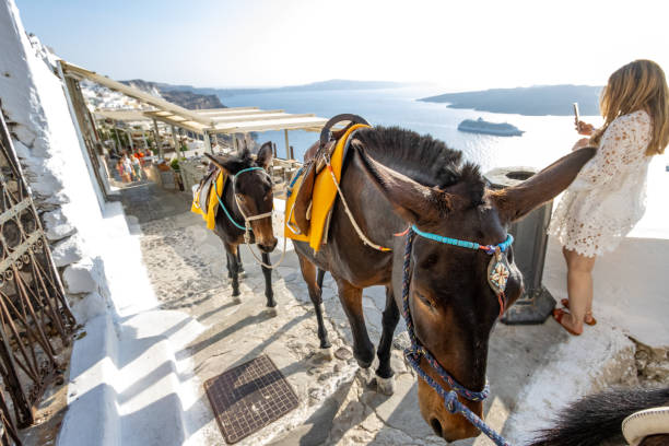 Donkeys in Firá on Santorini Caldera, Greece stock photo