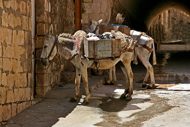 Donkeys stock photo