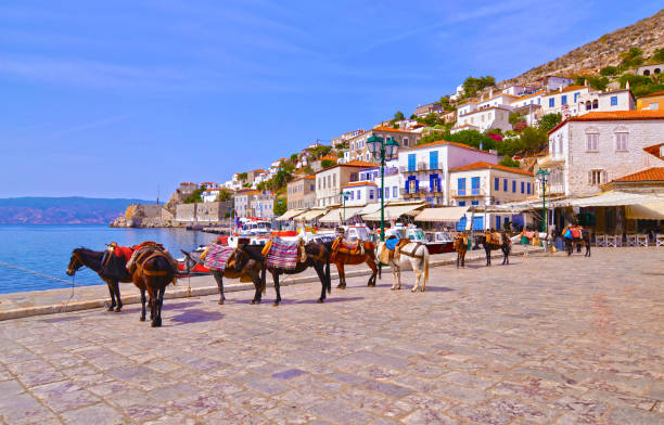 donkeys the means of transport at Hydra island Saronic Gulf Greece stock photo