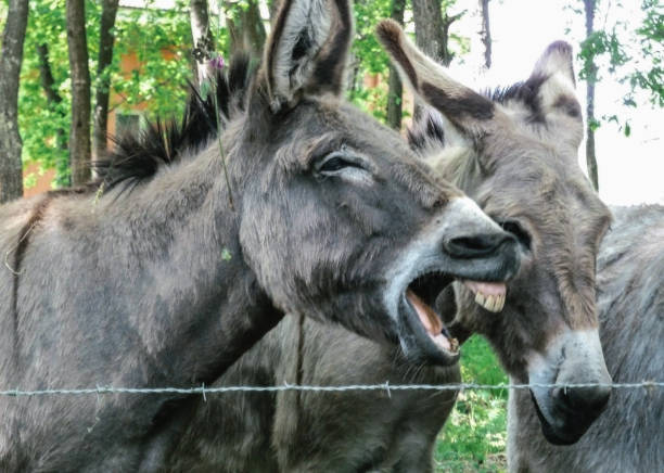 Donkeys with a laughing expression in a corral Donkeys with a laughing expression in a corral. A group of donkeys behind a metal fence, one of them with its mouth open showing its teeth. donkey teeth stock pictures, royalty-free photos & images
