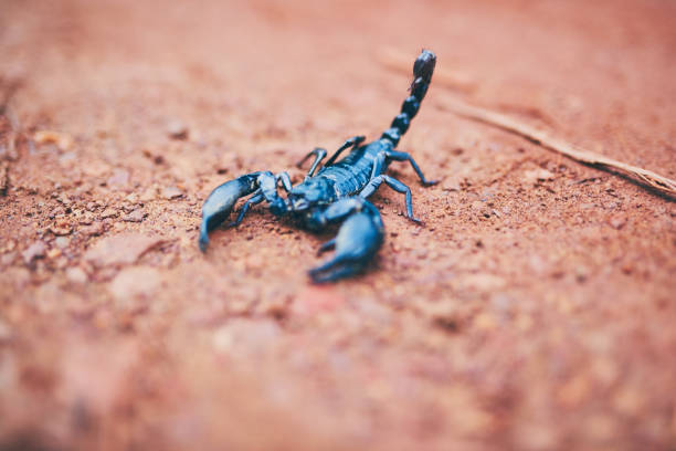 Don't be fooled by my size High angle shot of a black scorpion on the forest floor arachnophobia stock pictures, royalty-free photos & images