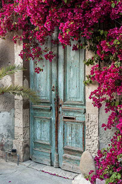 Door with bougainvillea Old wooden door with bougainvillea in Cyprus bougainvillea photos stock pictures, royalty-free photos & images