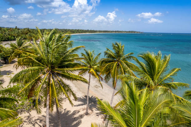 Dorado Beach, Puerto Rico Palm trees in Dorado Beach Puerto Rico in a sunny summer day. puerto rico stock pictures, royalty-free photos & images