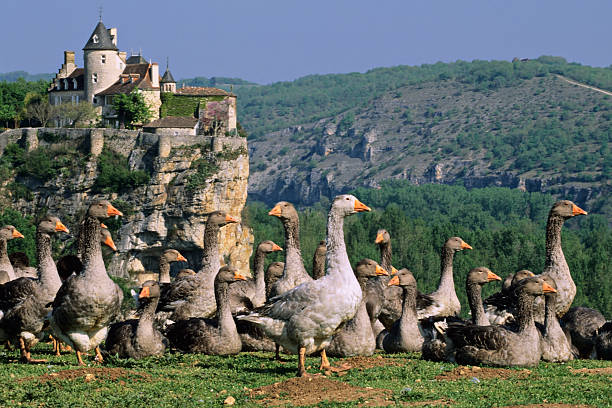 Dordogne Postcard "Ducks in front of Chateau de Belcastel (Dordogne, France)." aquitaine photos stock pictures, royalty-free photos & images