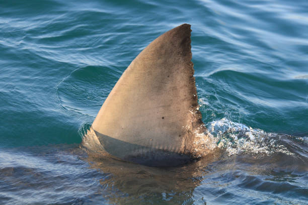 dorsal fin of great white shark, Carcharodon carcharias, off Mossel Bay, South Africa stock photo