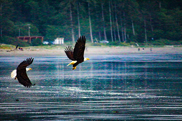 Double Eagle two eagles near the Pacific Ocean of Washington State penninsula neah bay stock pictures, royalty-free photos & images