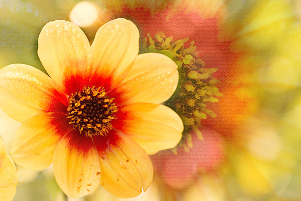 Double Exposed Gerber Flower stock photo