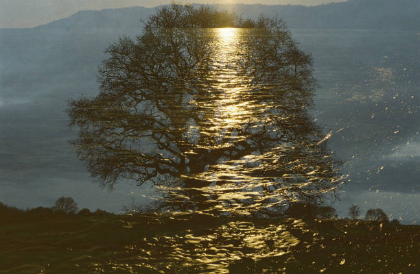 Double exposure of a setting sun and an oak tree stock photo