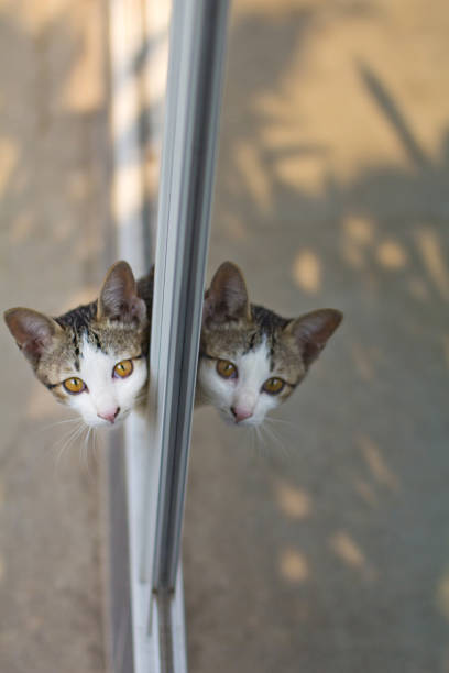 Double head cats. Mirror feflection of glass door like two head cat stock photo