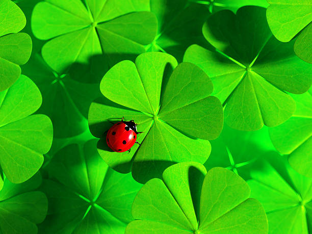 Double Luck - Ladybird and four-leaved clovers stock photo