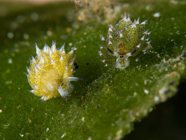 double nudibranch sheep on leaf stock photo