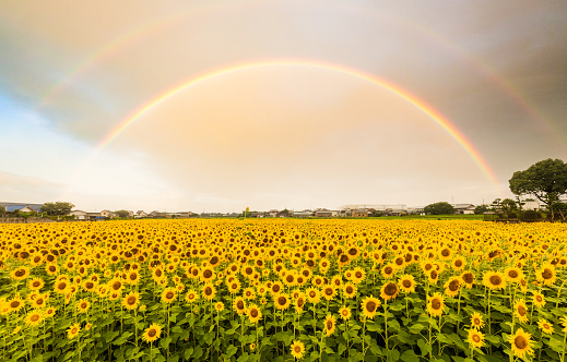 View across the top of a huge Sunflower field landscape with double rainbow above.