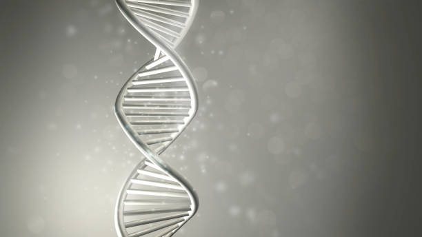 Double-stranded helix DNA model in gray color, 3D render. stock photo