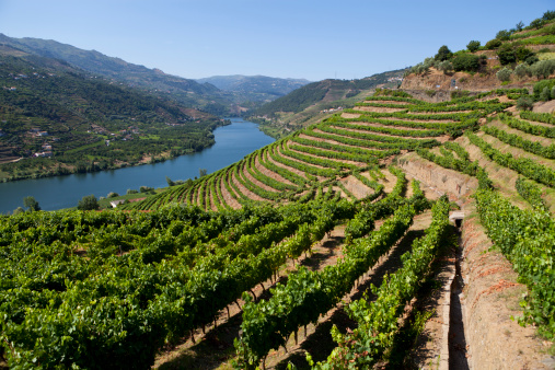 Ladscape in Douro Valley-more files in my portfolioTaken With a Full Frame Digital Camara