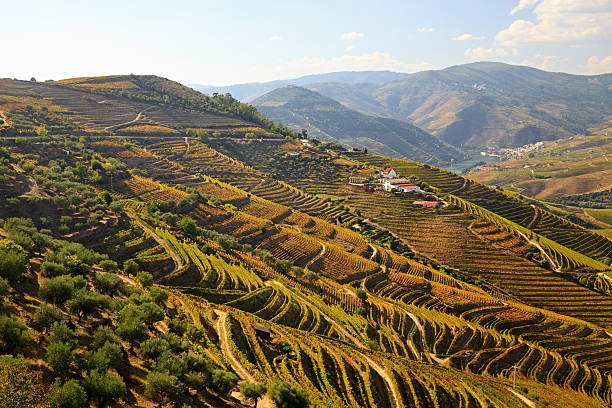 Douro Valley, Portugal stock photo