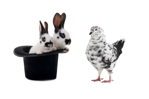 dove and two rabbit sits in a black hat on a white - trolleri djur bildbanksfoton och bilder