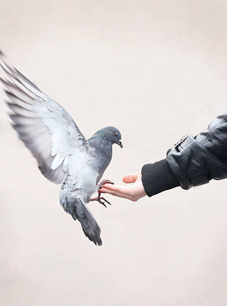 Dove Landing on Person's Hands stock photo